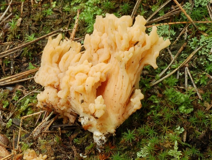 Ramaria.